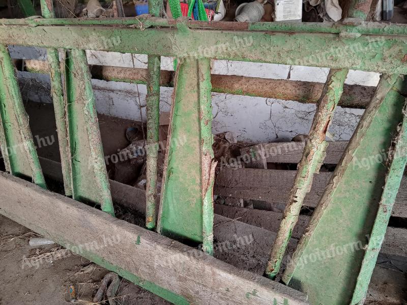 Juh nyakzáró,  fejőállás