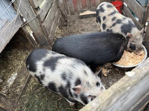 Sürgősen eladó minnesotai törpe / vietnami malac