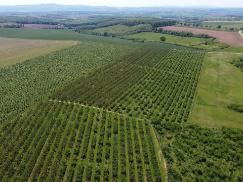Eladó kajszibarack ültetvény