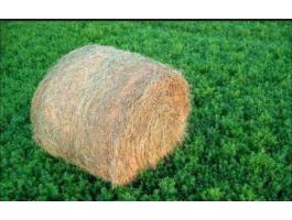 Eladó lucerna bála