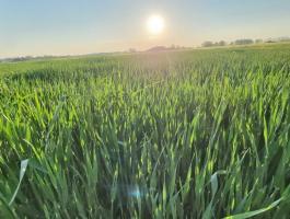 Keresek Petőfiszállás vonzáskörzetében nagyobb egybefügő erdő,rét,szántó,tanya