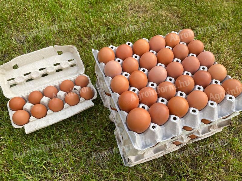 Friss termelői tojás
