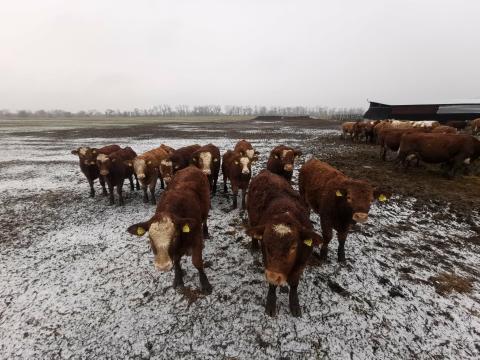 Limousin - magyar tarka keverék borjúk eladóak Limousin - magyar tarka keverék borjúk eladóak