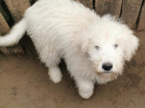 Komondor jellegű,  5 hónapos kölykök elcserélhetők 4 tyúkra