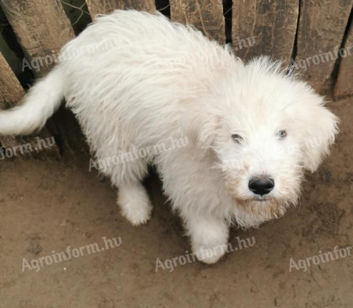 Komondor jellegű,  5 hónapos kölykök elcserélhetők 4 tyúkra