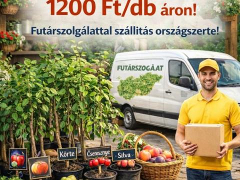 Gyümölcsfa termelőtől