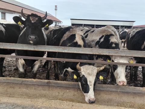 76 db vágó marha eladó Újszentmargitán 76 db vágó marha eladó Újszentmargitán