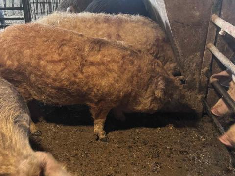 Fehér hús és mangalicák