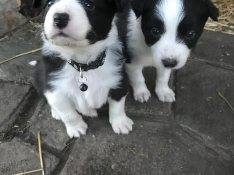 Border collie kiskutyák Border collie kiskutyák