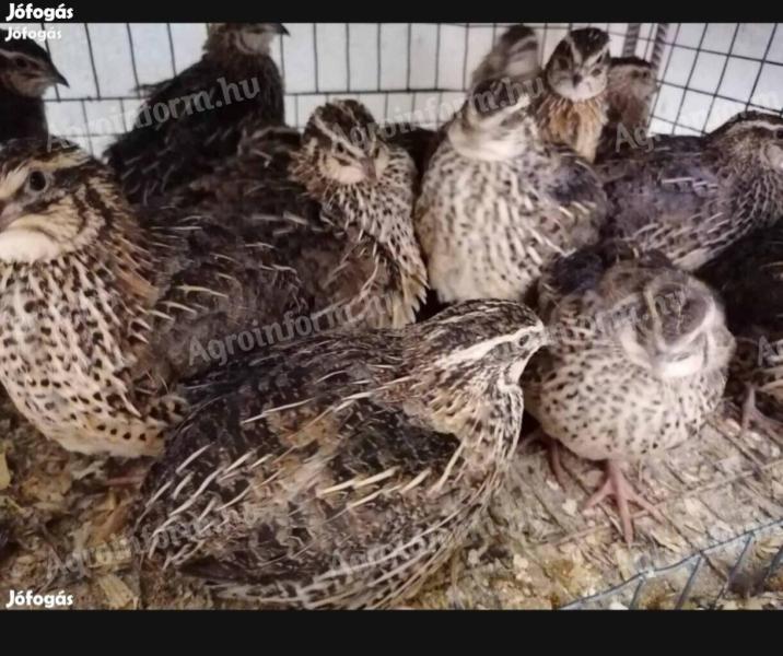 Fürj tojó eladó
