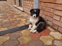 Border Collie kiskutyák