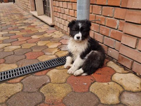 Border Collie kiskutyák Border Collie kiskutyák