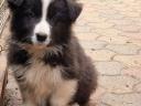 Border Collie kiskutyák