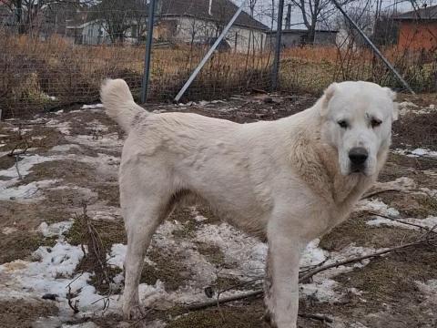 Közép-ázsiai juhász jellegű kiskutyák Közép-ázsiai juhász jellegű kiskutyák