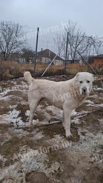 Közép-ázsiai juhász jellegű kiskutyák 