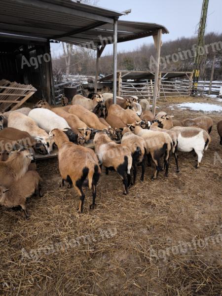 Kameruni juhok eladók