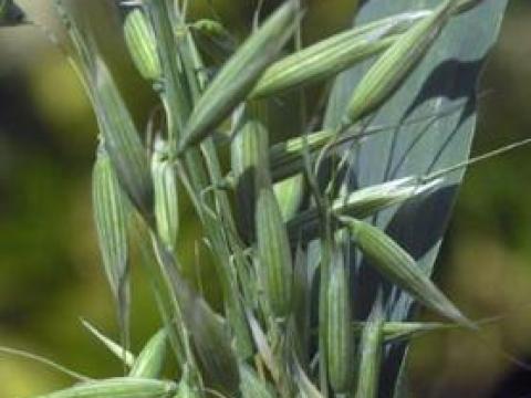 Tavaszi zab eladó, vetőmagnak is alkalmas Tavaszi zab eladó, vetőmagnak is alkalmas