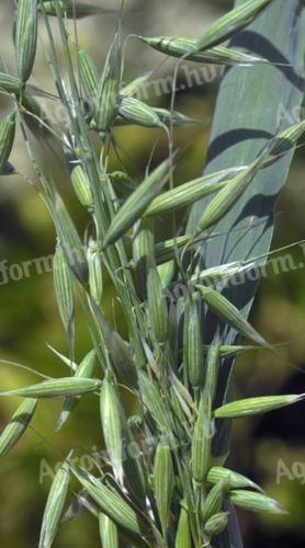 Tavaszi zab eladó, vetőmagnak is alkalmas
