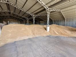 Javító minőségű búza eladó