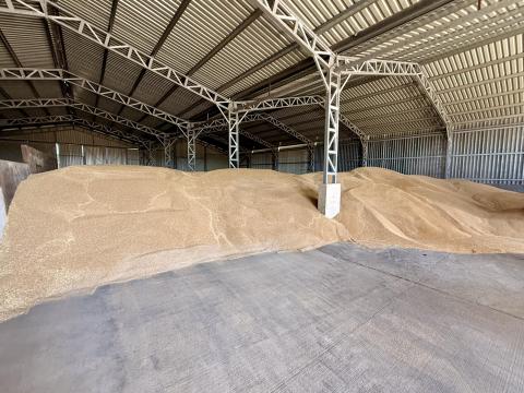 Javító minőségű búza eladó Javító minőségű búza eladó