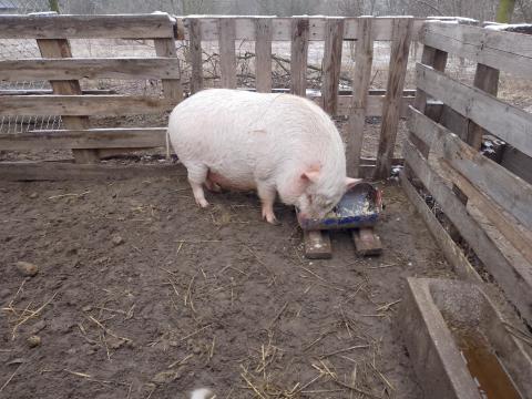 Eladó 1 éves vietnámi keverék emse Szabadbattyánban Eladó 1 éves vietnámi keverék emse Szabadbattyánban