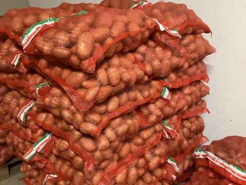 Sárga burgonya étkezési és vetőméretű Babylon Sárga burgonya étkezési és vetőméretű Babylon