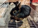 Fekete törpe nyúl eladó