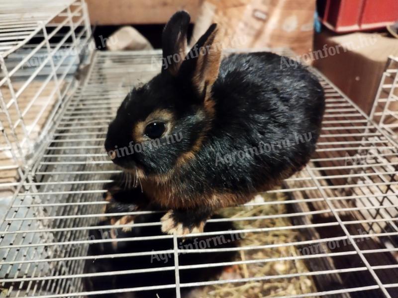 Fekete törpe nyúl eladó