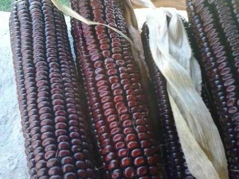 Piros lófogú kukorica vetőmag Kaposváron eladó Piros lófogú kukorica vetőmag Kaposváron eladó