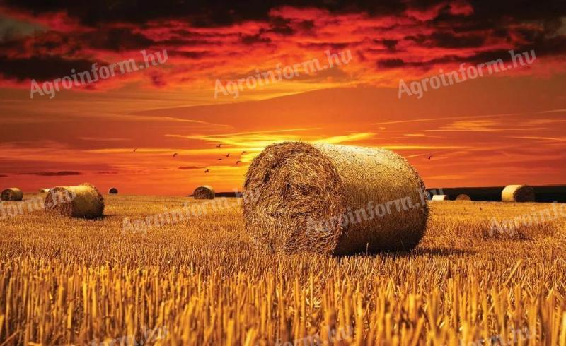 Eladó 130 db 130-as szalma bála jó minőségben