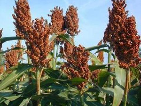 Cirok vetőmagok széles választékban elérhetők + számos egyéb szántóföldi növény vetőmagja, kedvezményes szállítási feltételekkel Cirok vetőmagok széles választékban elérhetők + számos egyéb szántóföldi növény vetőmagja, kedvezményes szállítási feltételekkel