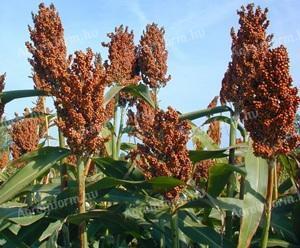 Cirok vetőmagok széles választékban elérhetők + számos egyéb szántóföldi növény vetőmagjai, kedvezményes szállítási feltételekkel