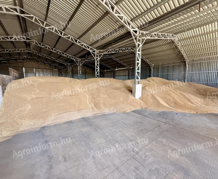 Búza eladó