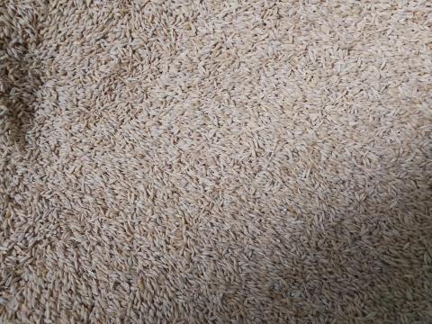 Eladó 2025-ös aratású takarmányárpa Eladó 2025-ös aratású takarmányárpa