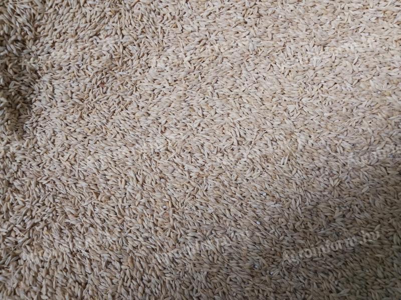 Eladó 2025-ös aratású takarmányárpa