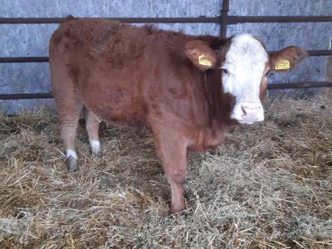 Eladó húshasznú borjúk