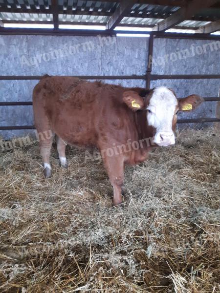Eladó húshasznú borjúk