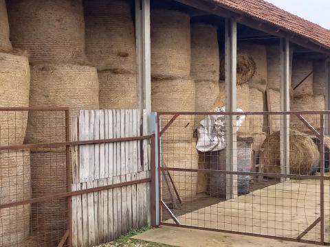 Széna bála eladó Széna bála eladó