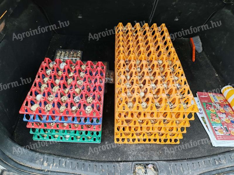 Fürjtojás eladó Nagykőrösön