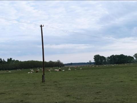 Marhatrágya eladó Fülöpszállás külterületén