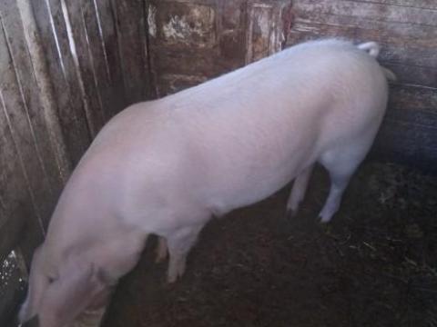 Eladó kan disznó 130 kg