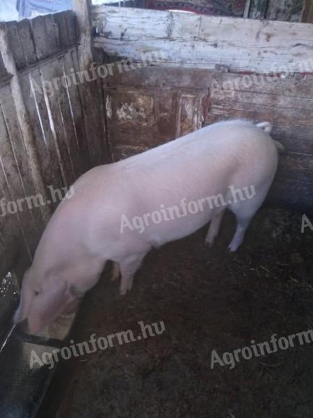 Eladó kan disznó 130 kg