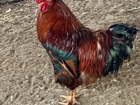 Fiatal kakas eladó Fiatal kakas eladó