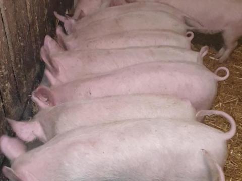 Eladó 12 szép malac Eladó 12 szép malac