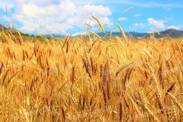 Tavaszi gabona vetőmagok kaphatók – búza, árpa, zab, homoki zab, tritikálé