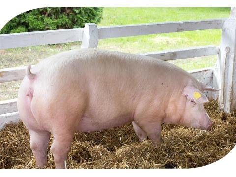 Selejt koca eladó Selejt koca eladó