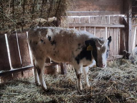 Eladó 2 db holstein-fríz x kék belga keverék üsző