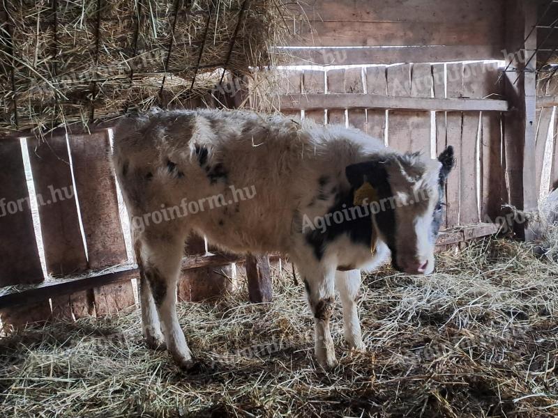 Eladó 2 db holstein-fríz x kék belga keverék üsző