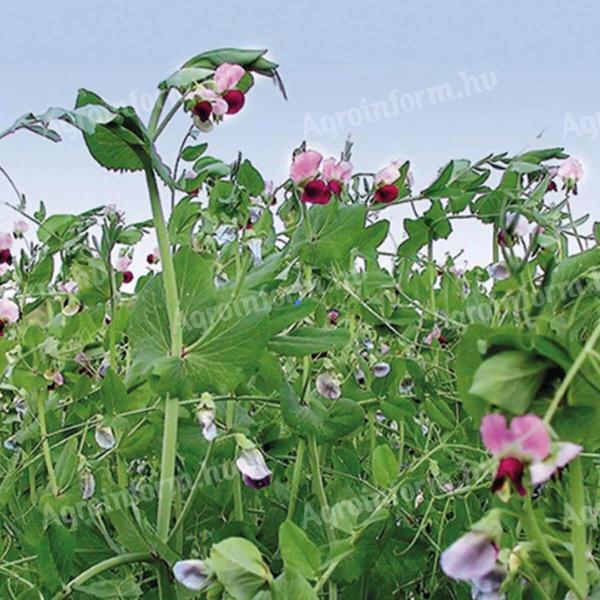 Tavaszi borsó vetőmag, bükköny vetőmag és további szántóföldi vetőmagok kaphatók