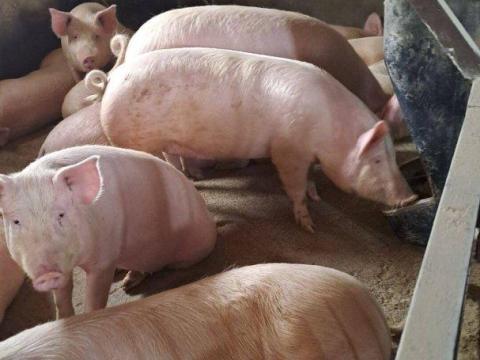 Eladó magyar nagyfehér hízók Eladó magyar nagyfehér hízók